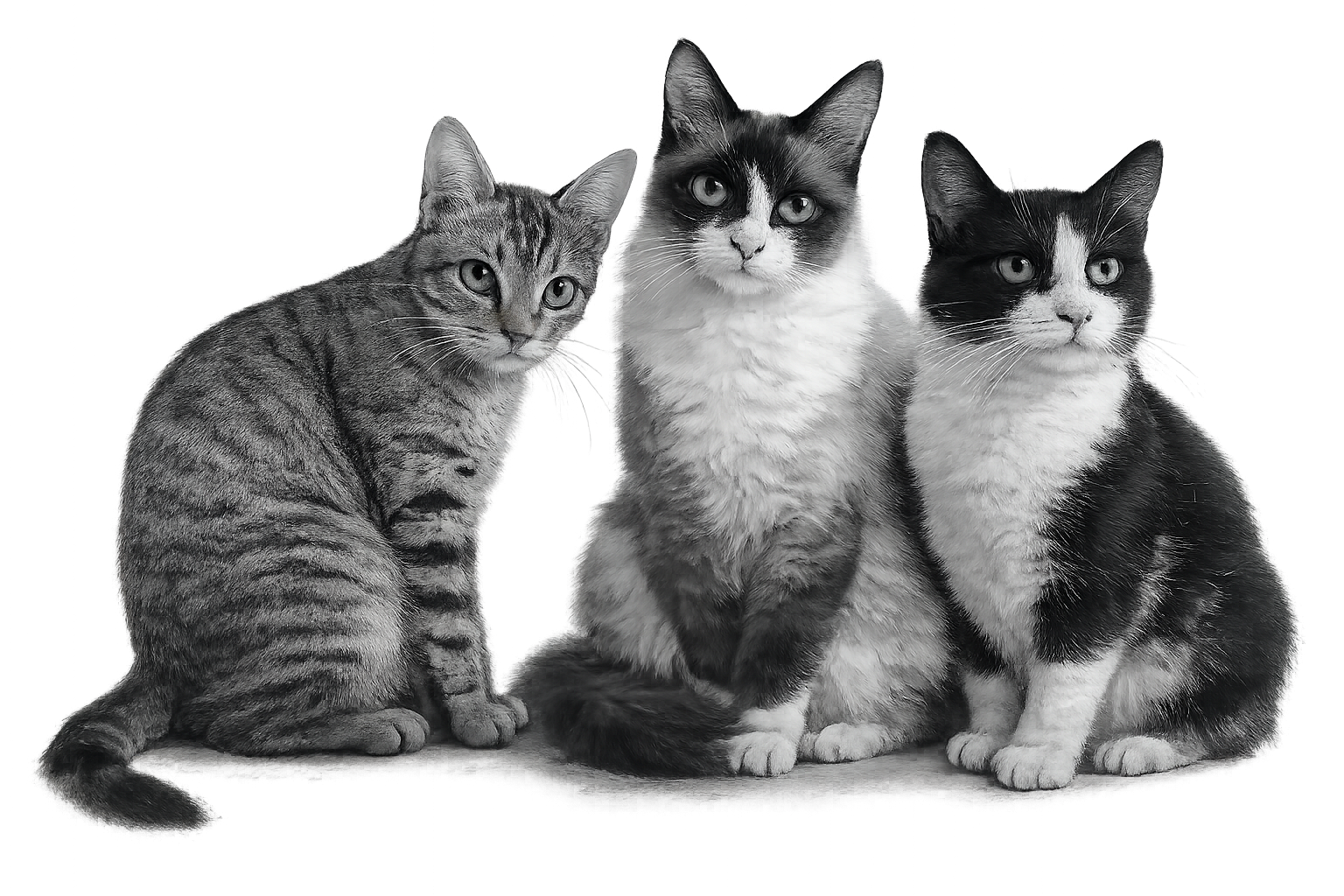 Kiko, Lylla y Frajola