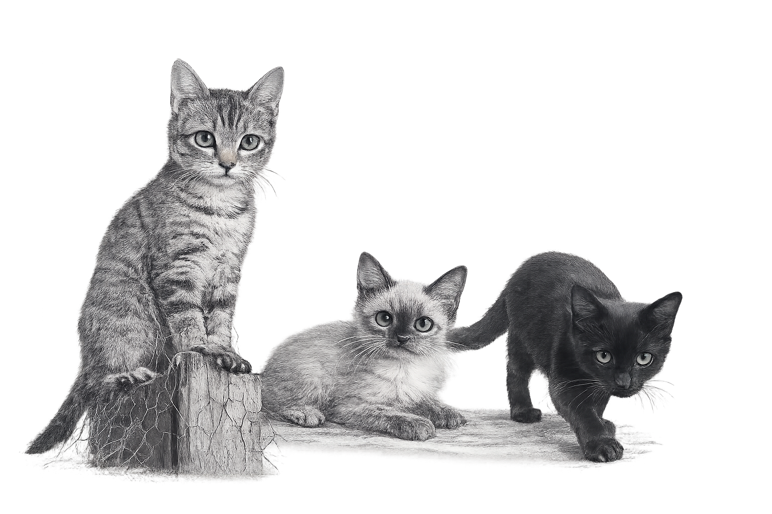 Teka, Saruê y Zoe